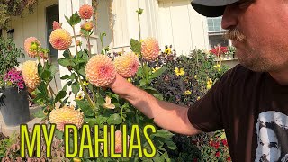 Download lagu A small personal DAHLIA TOUR mp3 Download lagu A small personal DAHLIA TOUR mp3