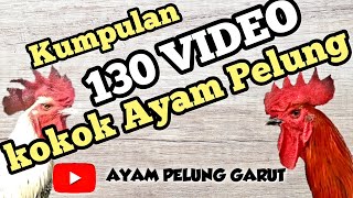 Download lagu KUMPULAN 130 VIDEO KOKOK AYAM PELUNG JUARA, BELAJAR KOKOK, DAN LEGENDA AYAM PELUNG | rooster mp3 Download lagu KUMPULAN 130 VIDEO KOKOK AYAM PELUNG JUARA, BELAJAR KOKOK, DAN LEGENDA AYAM PELUNG | rooster mp3