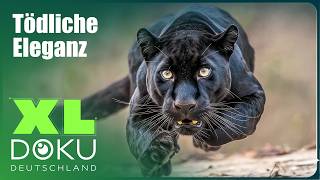 Pumas hautnah: Die ungezähmten Berglöwen Patagoniens