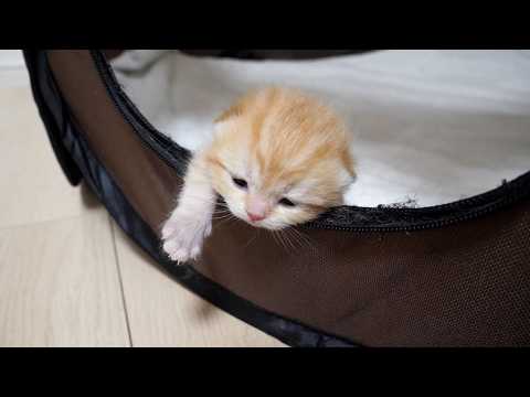 Kitten Zao