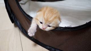 Cute little kitten that’s just opened its eyes is already trying to escape…