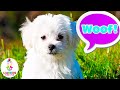 ANIMAL NAMES SOUNDS For PRESCHOOLERS Educational Videos For Young Learners