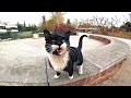 Hungry Tuxedo Cat With Beautiful Eyes And Cute Meows
