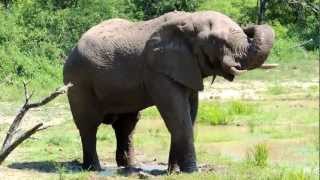 preview picture of video 'Elephant taking a mud bath / Hluhluwe Imfolozi Game Park'