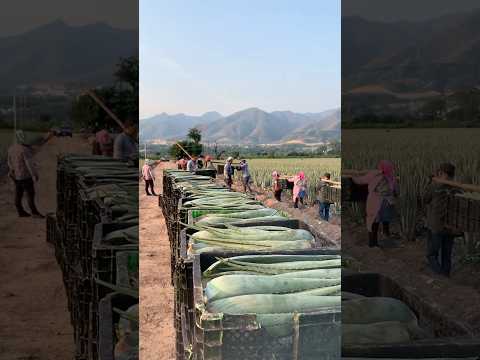 Big Harvest Time Aloe Vera Season #satisfying @RomFarm