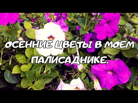 Осенние цветы в моем палисаднике.Цветы осени.