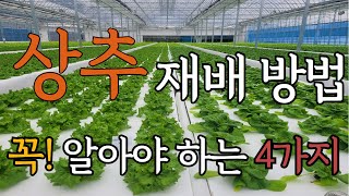 상추 재배할때 꼭 알아야 하는 4가지!!!