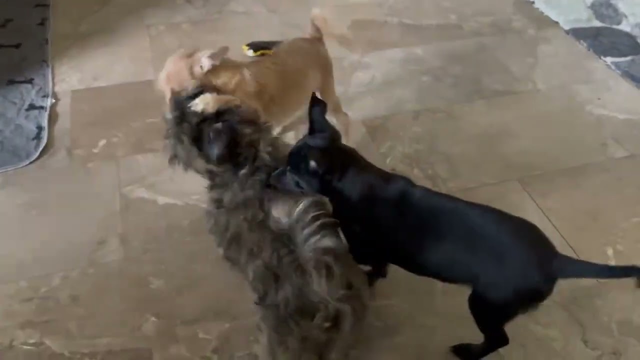 Enlarge Toby, an adopted mixed breed in Southport, CT video 4/6