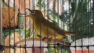 Download lagu PLECI DAKBAL 'GEMPAR' NEMBAK KEJEERRR mp3