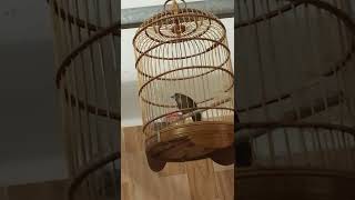 Download lagu WAMBI MINI GACOR KENCENG mp3 Download lagu WAMBI MINI GACOR KENCENG mp3