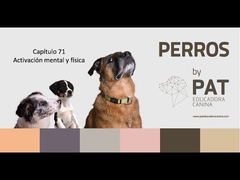 Cómo activar mental y físicamente al perro