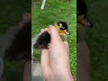 Common Mistakes New Duck Owners Make Ducks Petducks Ducklings