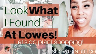 Big Box Store Plant Shopping At Lowes Houseplant Shopping At Lowes- Big Box Store Plant Shopping