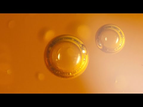 Feb 7 2021 - MN 18 - The Honeyball - Cessation of Mental Proliferation is Nibbana