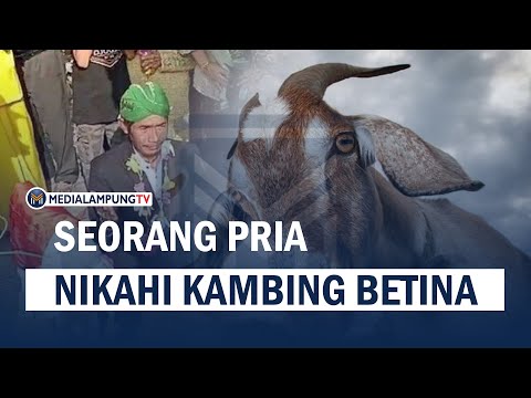 Viral! Seorang Pria Nikahi Kambing Betina