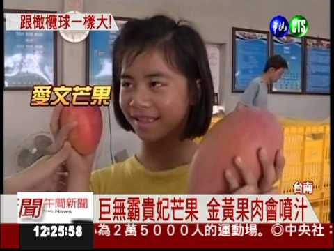 跟橄欖球一樣大! 貴妃芒果1顆300