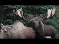 The Dating Game The Mating Game In The World Of Bull Moose Bullmoose