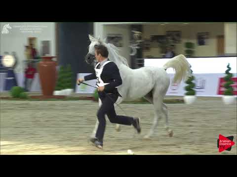 253 AJ DARASS Sharjah International 2018