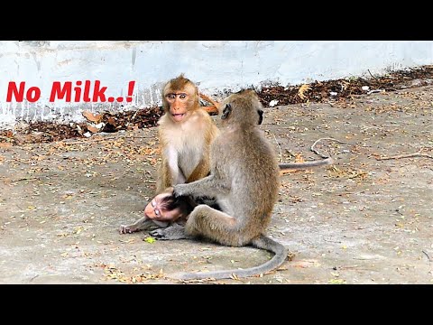 Malika Mother Monkey Rejects Tiny Baby Monkey From Having Milk Strongly