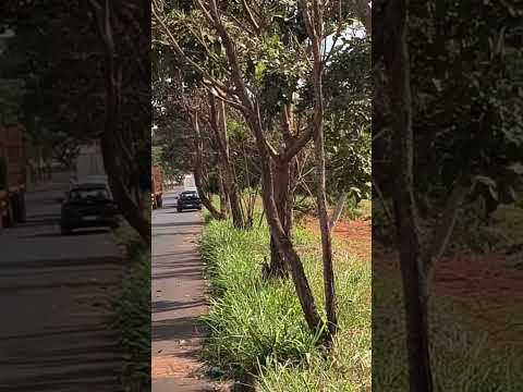 a pista que vai para Ribeirão preto e Cajuru São Paulo