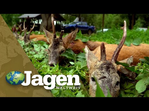 Leaf Hunting in Romania – Part 1 – PareyGo Classics