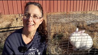 Raising Rabbits for Meat!! How to Begin!!!
