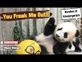 Hilarious! See How Easily Can Pandas Be Freaked Out! | iPanda