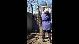 #Shorts Как моя жена справилась с бензопилой при валке 
фруктового дерева яблони
~~~~~~~~~~~~~~~~~~~~~~~~~~~~~~~~~~~~~~~~~~~
С 1 марта 2021 года канал "Val50 - Мебель из дерева" сменил 
название на "Val50 -