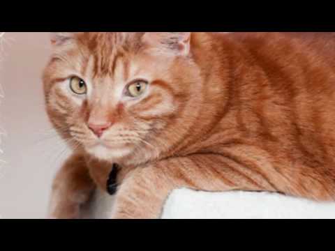 Care for Cats - Fluid in Abdomen in Cats - Cat Tips