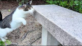 ベンチに飛び乗って休憩してくれる人懐っこくてかわいい猫ちゃん