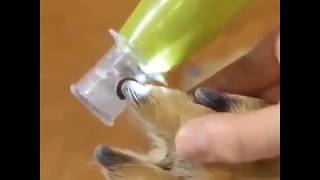 Aparelho para aparar unhas de cães. (Tradução de Legenda)