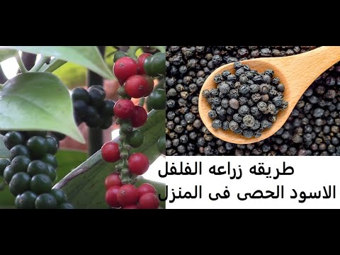 , title : 'طريقه زراعه الفلفل الاسود فى المنزل- The way to grow black pepper at home'