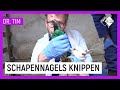 SCHAPENNAGELS KNIPPEN | Dr. Tim Beestieboys | NPO Zapp