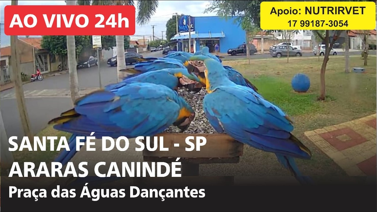 Live webcam view of Comedero de Guacamayos en la Plaza