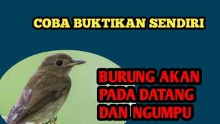 Download lagu suara pikat srdc betina ribut memanggil jantan di alam liar||auto pada ngumpul#suarapikatampuh mp3
