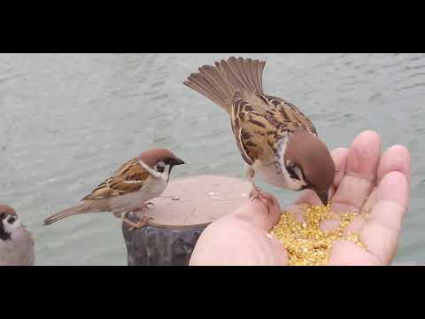 餌を貰いに来るすずめ達 20210413pm 2（天満宮）