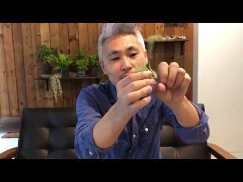 ルイジアナモス、スパニッシュモス 植物