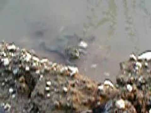 Bombina variegata (Yellow-bellied toads)