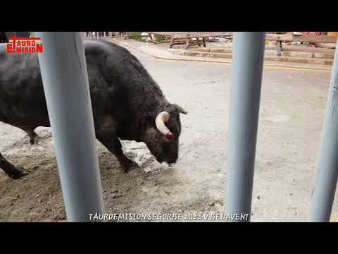 SEGORBE TORO 2022/04/30 VICENTE BENAVENT TAUROEMISION TOROSENDIRECTO#BULLHD1080P