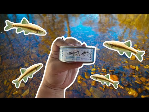 Ultimate Minnow Trap Bait Nobody Uses!