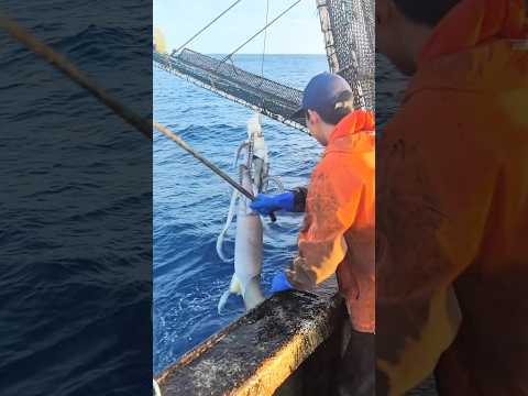 Kỹ Thuật Đánh Bắt Mực Đại Dương Cỡ Lớn