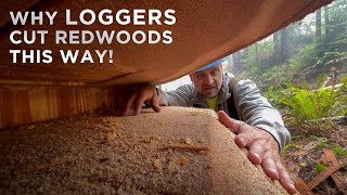 Felling a Redwood With a Traditional Humboldt/Gapped Face Cut