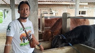 Download lagu DAPAT BANYAK ILMU, Dolan Kandang Sapi Pak Dokter Annas‼️ mp3 Download lagu DAPAT BANYAK ILMU, Dolan Kandang Sapi Pak Dokter Annas‼️ mp3