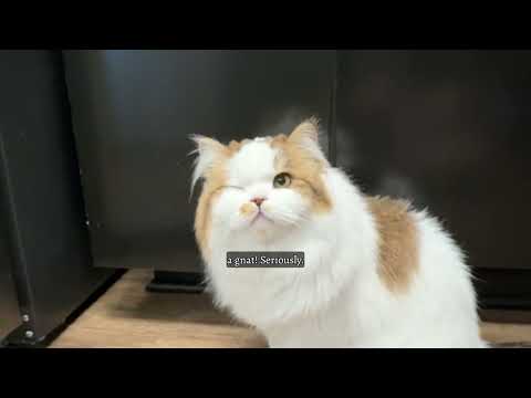 Alastor Making Questionable Life Choices 