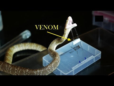 Rearfang Snake Venom