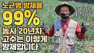 양파 농사 노균병 99% 방제 성공하는 방법 이대로만 따라해 보세요