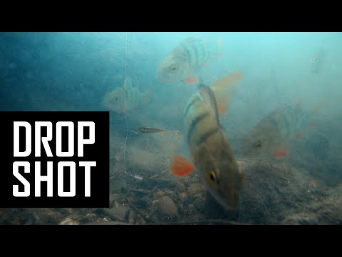 Perch fishing underwater on dropshot with live comments. Lure fishing
