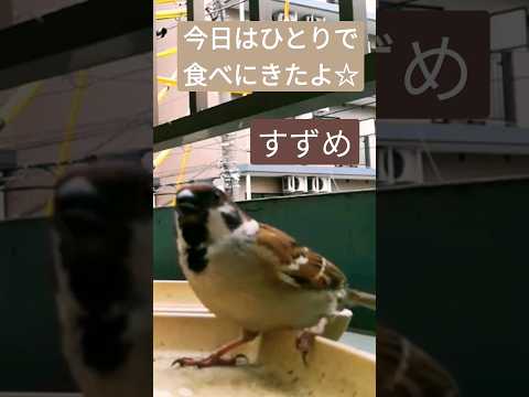 ベランダにスズメを呼び寄せるにはどうすればいいでしょうか？実践すべきすべての正しい行動  庭園