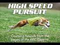 from the akc gazette sighthounds in high speed pursuit