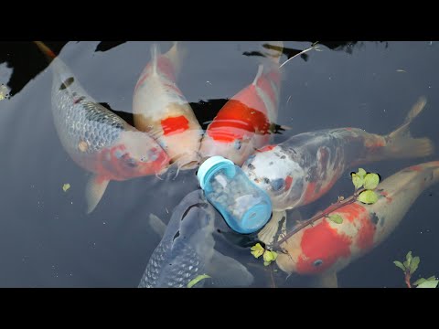 Koi Fish baby bottle feeding guide | Koi